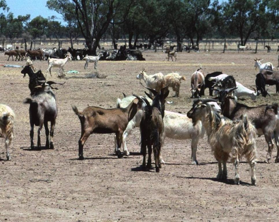 Feral goats at Bourke, source G Saunders Feral goats at Bourke, source G Saunders